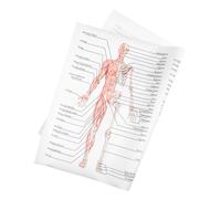 MOTHNUR Poster Anatomia Umana Muscoli Scheletro in Seta Didattico per Scuola Laboratorio e Aula Stampa Chiara e Resistente per Studio Medicina