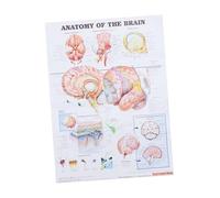 MOTHNUR Poster Medico Anatomia Umana Del Cervello, Stampa Chiara Su Materiale Durevole, Per Aule e Ospedali, Apprendimento Facilitato