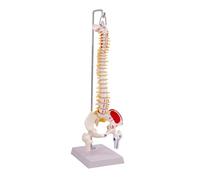 MotiveTech Modello di Colonna Vertebrale Umana | Sezioni Cervicale Toracica Lombare, Modello strutturale di Spina Dorsale con Struttura Pelvica, Dettagliato, per Cliniche, Stile B