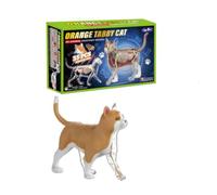 MotiveTech Modello Strutturale di Gatto con Organi Trasparente Modello di Anatomia Del Gatto Educativo per Veterinari, Bambini, Spazio Apprendimento Casa, Modello Anatomico Di Gatto Soriano Arancione