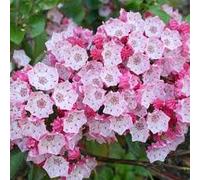 Mountain Laurel Kalmia latifolia 50,150,300,600,1800,5400 Seeds (50)