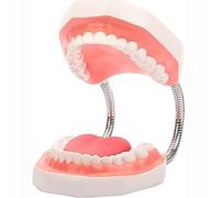 MOUNW Modello di Denti Grandi, 6 Volte ingrandisci i Modelli di Denti per l'igiene Dentale, con Lingua Staccabile, per l'insegnamento Medico Orale e Il Dentista per comunicare con i pazienti