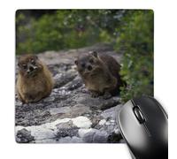 Mouse Mat Sudafrica, Capo di Buona Speranza. Fauna Selvatica Dell'Irace delle Rocce Pulire Desk Mat Lavabile Mouse Pad per Pc Mac Computer 25X30Cm