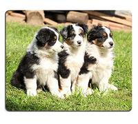 Mousepad, Three Australian Shepherd Puppies Sitting Together in The Garden Tappetini per Il Mouse Personalizzato Tappetino Mouse Antisfilacciamento Gaming Tappetino Mouse per Computer 25X30Cm