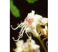 Herboplanet MSA AESCULUS HIPPOCA 50 ML