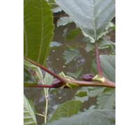 MSA ALNUS GLUTINOSA 50ML