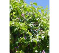 Msa ampelopsis weitc herboplanet 50ml