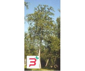 MSA BETULA PUBESCENS 50 ML
