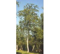MSA BETULA PUBESCENS 50ML