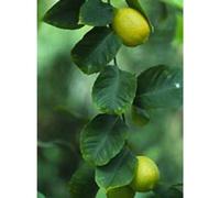 MSA CITRUS LIMONUM 50ML