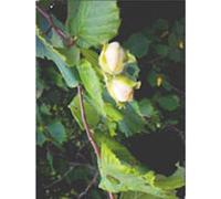 Msa corylus avellana 50 ml