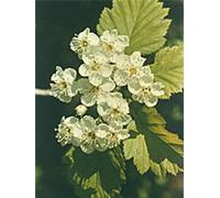 Msa Crataegus Oxyaca 50 ml