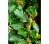 Msa Fagus Sylvatica 50 Ml
