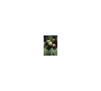 Msa Ficus Carica 50Ml 50 ml Gocce orali