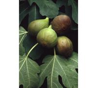 MSA FICUS CARICA 50ML