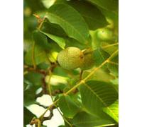 Msa MSA PRUNUS AMYGDALUS 50 ML