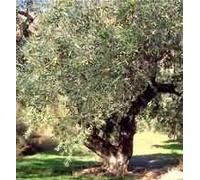 MSA OLEA EUROPEA 50ML