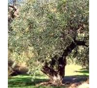 MSA OLEA EUROPEA 50ML