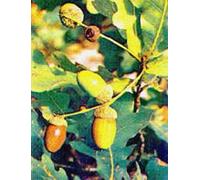 Msa Quercus Peduncol 50Ml 50 ml Gocce orali
