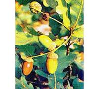 MSA QUERCUS PEDUNCOL 50ML