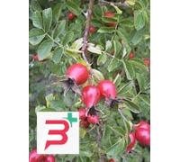 MSA ROSA CANINA 50ML