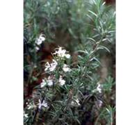 MSA ROSMARINUS OFFIC 50ML