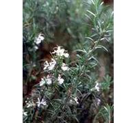 MSA ROSMARINUS OFFIC 50ML