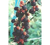 Msa Rubus Fructicosu Gocce 50 ml Gocce orali