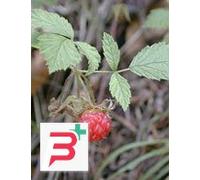 MSA RUBUS IDAEUS 50 ML