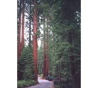 HERBOPLANET Srl MSA SEQUOIA GIGANTEA 50ML