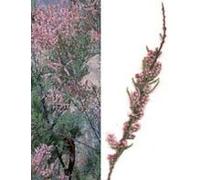 MSA TAMARIX GALLICA 50ML