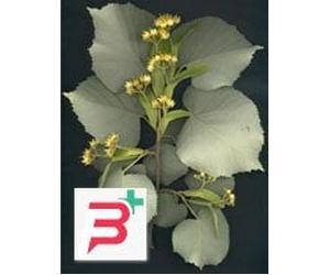 MSA TILIA TOMENTOSA 50 ML