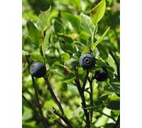 MSA VACCINIUM MYRTIL 50ML