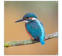 MuchoWow© Decoracion Jardin Exterior 100x100 cm Decoración Pared Póster De Jardín Balcón Wall Decoration Patio Posters Decorativos Terraza Pájaro - Pescador - Animales - Rama