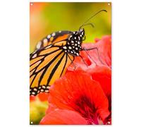 MuchoWow© Decoracion Pared Exterior 80x120 cm Posters Decorativos Jardin Terraza Balcon Wall Decoration Decoración Patio Póster De Jardín Flores - Mariposas - Monarca