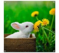 MuchoWow© Poster De Jardin 100x100 cm Decoracion Balcón Wall Decoration Adornos Pared Terraza Exterior Decoración Patio Posters Decorativos Conejo - Diente león - Hierba