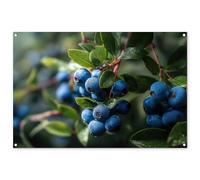 MuchoWow© Póster De Jardín 120x80 cm Terraza Exterior Accesorios Jardin Decoracion Pared Decorativa Balcon Wall Decoration Posters Decorativos Arándanos - Gotas rocío - Luz Natural