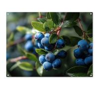 MuchoWow© Póster De Jardín 120x90 cm Terraza Exterior Accesorios Jardin Decoracion Pared Decorativa Balcon Wall Decoration Posters Decorativos Arándanos - Gotas rocío - Luz Natural