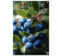 MuchoWow© Póster De Jardín 60x90 cm Terraza Exterior Accesorios Jardin Decoracion Pared Decorativa Balcon Wall Decoration Posters Decorativos Arándanos - Gotas rocío - Luz Natural