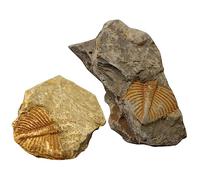 MUCKLILY 1 Set Decorazione Di Campioni Giocattoli Di Animali Marini Ornamento Per Trilobiti Giocattolo Per Paleontologia Decorazioni Per Animali Rocce Kit Di Archeologia 2 pezzi