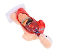 MUCKLILY 1 Set Modello Anatomico Umano Modello Di Dissezione Umana Modello Anatomico Organi Modello Fisiologia Organi Interni Figura Modello Educativo Per La Scuola Medica Per Modello Di