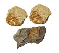 MUCKLILY 3 Pezzi esemplare fossile decorazione casa trilobite decorazione trilobiti e proprio trilobito trilobato paleontologia kit di scavo puntelli trilobiti ornamento