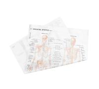 MUCKLILY 3 Pezzi Poster muscolare scheletrico parati manifest Poster per scuola torso anatomia del modello strumenti di di anatomia e fisiologia anatomia umana panno di seta Beige