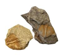 MUCKLILY 3 Set Esemplare Fossile Paleontologia Giocattolo Trilobato Kit Di Archeologia Per Animale Di Roccia Giocattolo Per 2 Pezzi * 3
