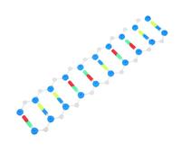 MUCKLILY Modello Dna Doppia per Studenti Kit Educativo Biologia Strumento Didattico per Laboratorio e Aula Progetti Scientifici e Insegnamento Genetica