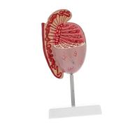 MUCKLILY Modello Testicolare Modello Di Insegnamento Dello Medico Modello Di Organi Umani Accessorio Di Classe Di Biologia Modello Del Corpo Umano Modello Di Organi Anatomici Pvc