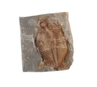 MUCKLILY Naturali Trilobiti Per Insegnamento e Decorazione Fossile Organismo Per Appassionati Paleontologia