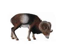 Muflone europeo