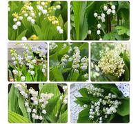 mughetto bulbi di lirio delle valli giardino Bulbi perenni resistenti all'inverno balcone letti elevati interni esotici 9pcs