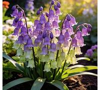 Mughetto dal profumo gradevole - perfetto per bordure, vasi e decorazioni per eventi - crea un'atmosfera da giardino dolce e romantica-15 root-F